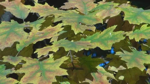 Beautiful leaves Stock Footage 8924931