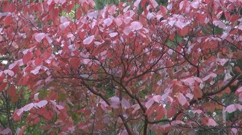 Beautiful leaves Stock Footage 8925003