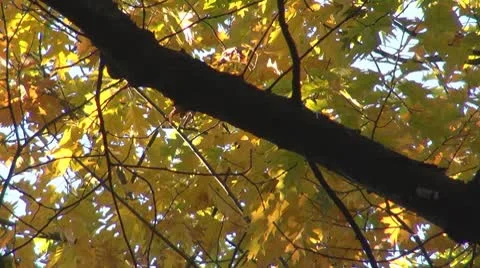 Beautiful leaves Stock Footage 8926657