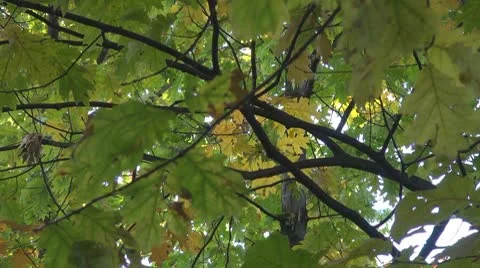 Beautiful leaves Stock Footage 8926707