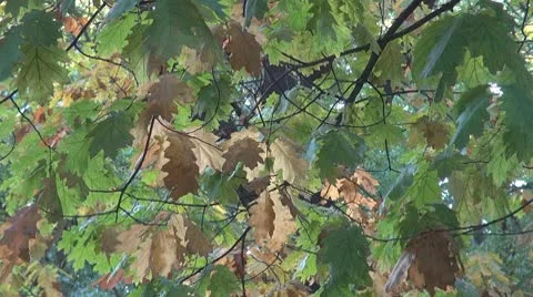 Beautiful leaves Stock Footage 8926834