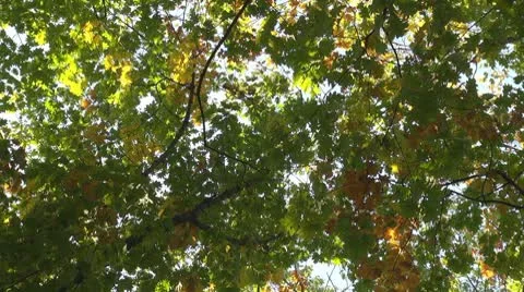 Beautiful leaves Stock-Footage 8927122