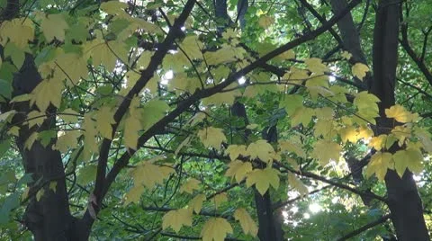 Beautiful leaves Stock Footage 8927352