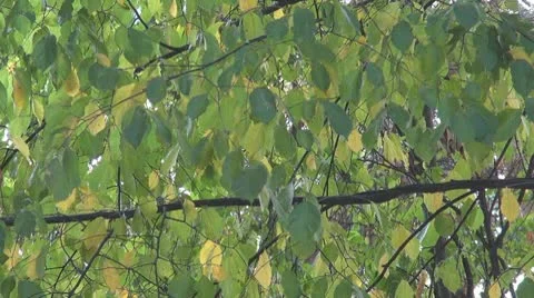 Beautiful leaves Stock Footage 8927494