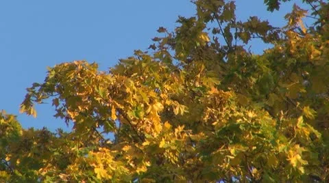 Beautiful leaves Stock Footage 8928464