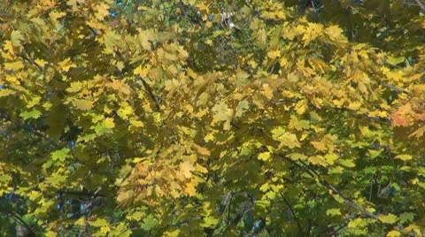 Beautiful leaves Stock Footage 8928496