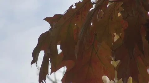 Beautiful leaves Stock Footage 8997116