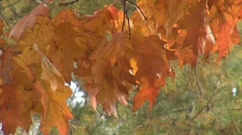 Beautiful leaves Stock Footage 8997131