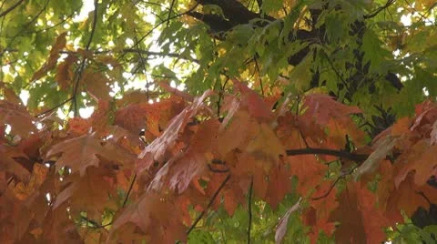 Beautiful leaves Stock Footage 8997139