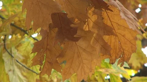 Beautiful leaves Stock Footage 8997326