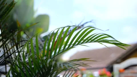 Beautiful leaves Stock Footage 249717213