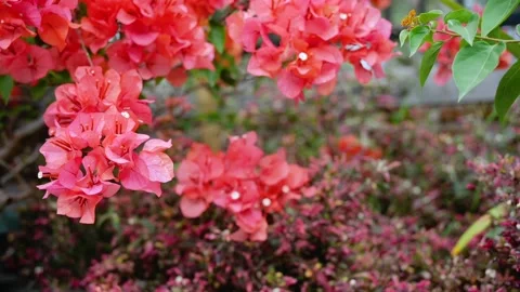 Beautiful leaves Stock Footage 249718022