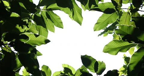 Beautiful leaves frame with copy space Stock Footage 138997759