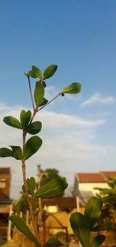 Beautiful Leaves Stock Photos