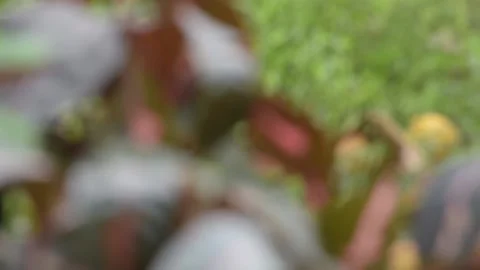 Beautiful leaves playing in the wind in a Thai park Stock Footage 201330966