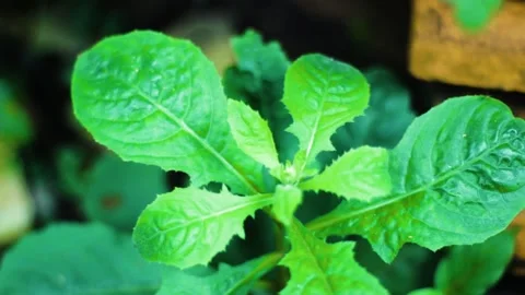 A Beautiful leaves plus amazing patterns Stock Footage 236078549