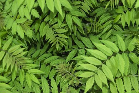 Beautiful leaves of the Sorbaria sorbifolia against background. Green leaves  Stock Photos