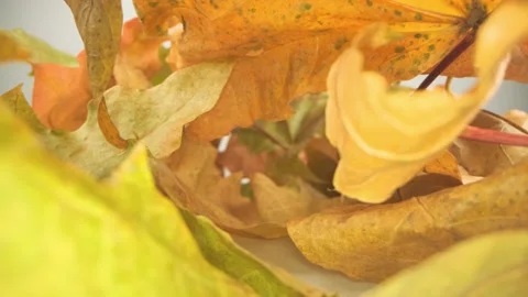 Beautiful leaves of a tree close up. Stock Footage 148881321