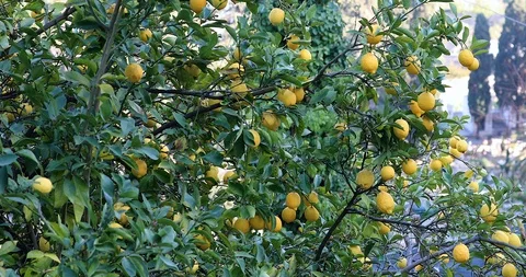 Beautiful Lemon Tree With Many Lemons Fruits Stock Footage 125157653