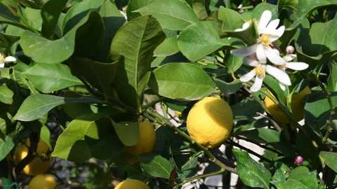 Beautiful lemons on the flowering tree in spring. Vidéo 333035445
