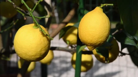 Beautiful lemons on the tree in spring. Close up. Vidéo 333035431