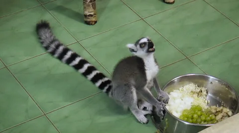 Beautiful lemur with a large tail eating from a bowl Stock Footage 68190020