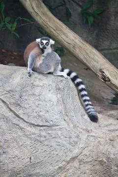 Beautiful lemur Stock Photos