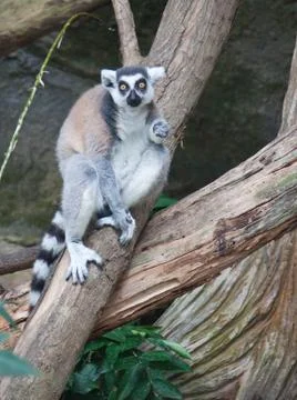Beautiful lemur Stock Photos