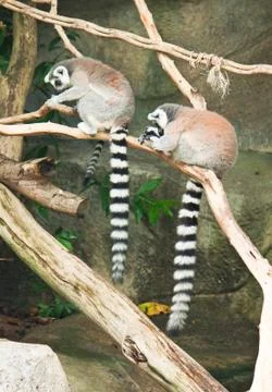 Beautiful lemur Foto stock