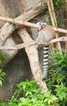 Beautiful lemur Stock Photos