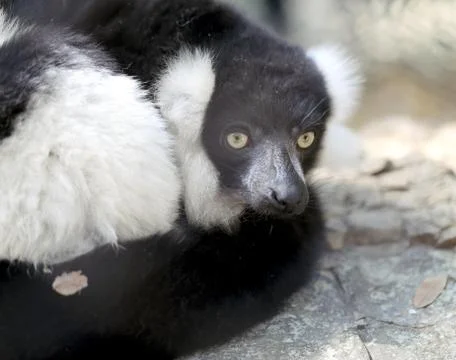 Beautiful lemur Stock Photos