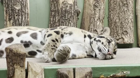 Beautiful leopard. 4K background video clip. Backdrop video footage. Stock Footage 218162248