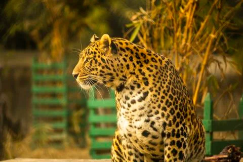 Beautiful Leopard with blurred background Stock Photos