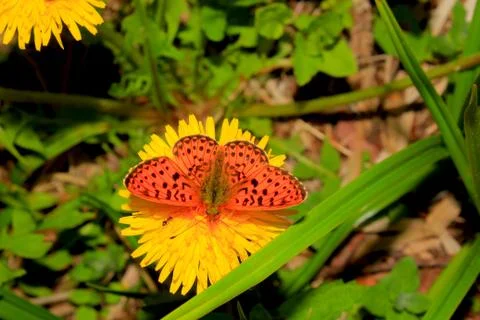 Beautiful Leopard Butterfly Stock-Fotos