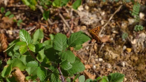 Beautiful leopard butterfly taking off from green leaf in slow motion. Stock Footage 114686014