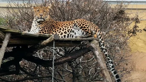 A beautiful leopard calmly resting and looking at the camera. Stock Footage 233999569