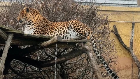 A beautiful leopard calmly resting and looking at the camera. Stockbeeldmateriaal 233999586