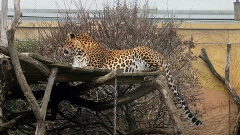 A beautiful leopard calmly resting and looking at the camera. 库存影片 233999730