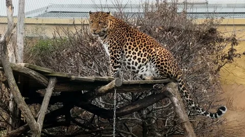 A beautiful leopard calmly resting and looking at the camera. Stock Footage 234000100