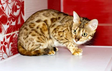 Beautiful leopard cat on a red background in the bathroom Stock Photos