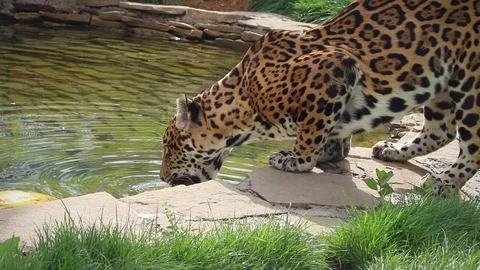 Beautiful leopard drinking water from pond in zoo Stock Footage 80831161