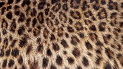 Beautiful leopard fur blowing on the wind Stock Footage