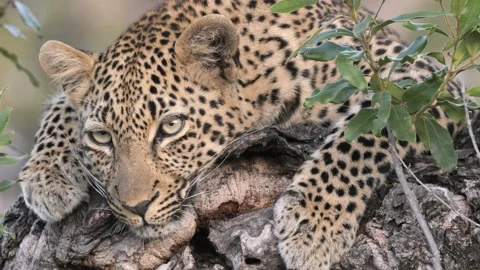 Beautiful Leopard Lying on a Branch Stock Footage 146582836