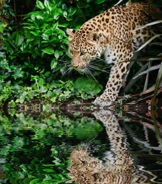 Beautiful leopard panthera pardus big cat amongst foliage reflected in calm w Stock Illustration