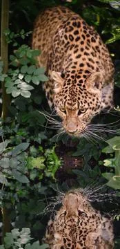 Beautiful leopard panthera pardus big cat amongst foliage reflected in calm w Stock Illustration