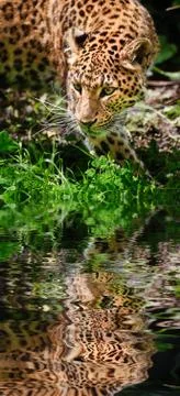 Beautiful leopard panthera pardus big cat amongst foliage reflected in calm w Stock Illustration