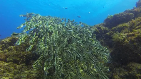 Beautiful Leopard Shark Or Zebra Shark &amp; Fish School. Striped Catfish In Blue Stock Footage 115095680