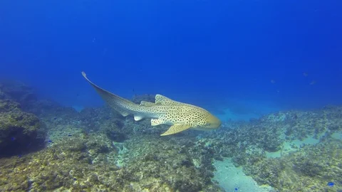 Beautiful Leopard Shark Or Zebra Shark. Colourful Shark Aquatic Marine Life Stock-Footage 115334471