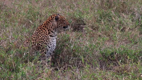 Beautiful leopard sits in tall dry savanna grass in Kruger Natl Park Stock Footage 336561467