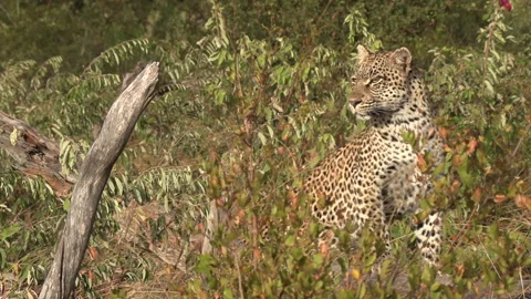A beautiful leopard sits in the tall grass then slinks off into the Stock Footage 152186441
